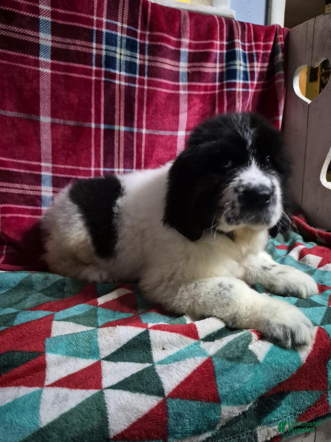 Newfoundland dogs for sale: Newfoundland Puppy 1 - Ad 9