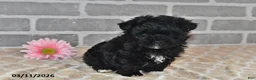 Maltipoo dogs for sale: Coal - Ad 2
