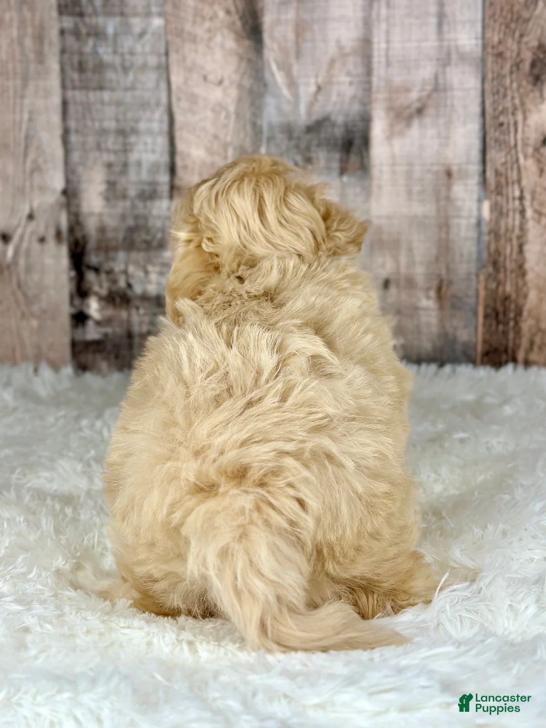 Maltipoo dogs for sale: Girl Amber - 0009 - Ad 3