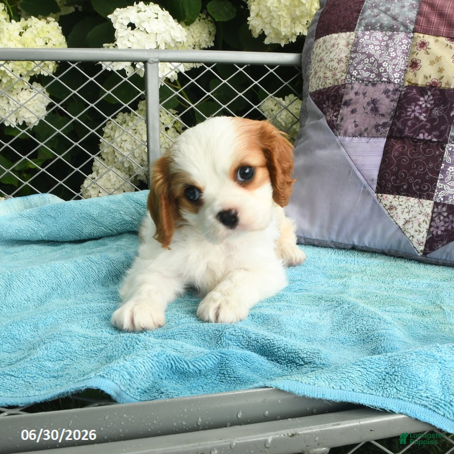Cavalier King Charles Spaniel dogs Buddy - Ad 2