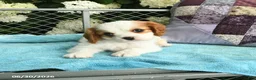 Cavalier King Charles Spaniel dogs for sale: Buddy - Ad 2