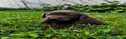 Labrador Retriever dogs for sale: Briar - Ad 3