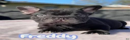 French Bulldog dogs for sale: Freddy - Ad 3