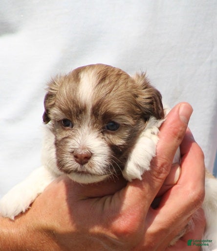 Havanese dogs Dash - Ad 2