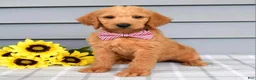 Labradoodle dogs for sale: Charlie  - Ad 5