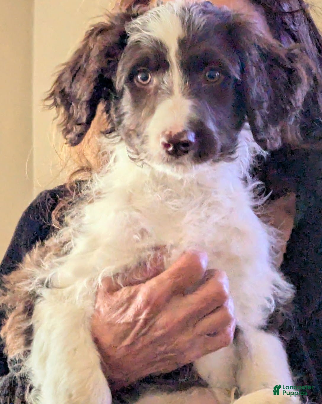 Bordoodle dogs Bordoodle Puppy 7 - Ad 4