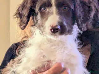 Bordoodle dogs Bordoodle Puppy 7 - Ad 4