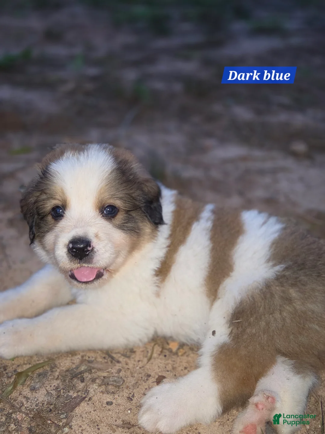 Mixed Breed dogs for sale: Dark blue collar - Ad 1