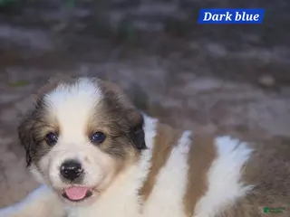 Mixed Breed dogs Dark blue collar - Ad 8