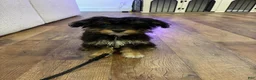 Aussiedoodle dogs for sale: Mila - Ad 4