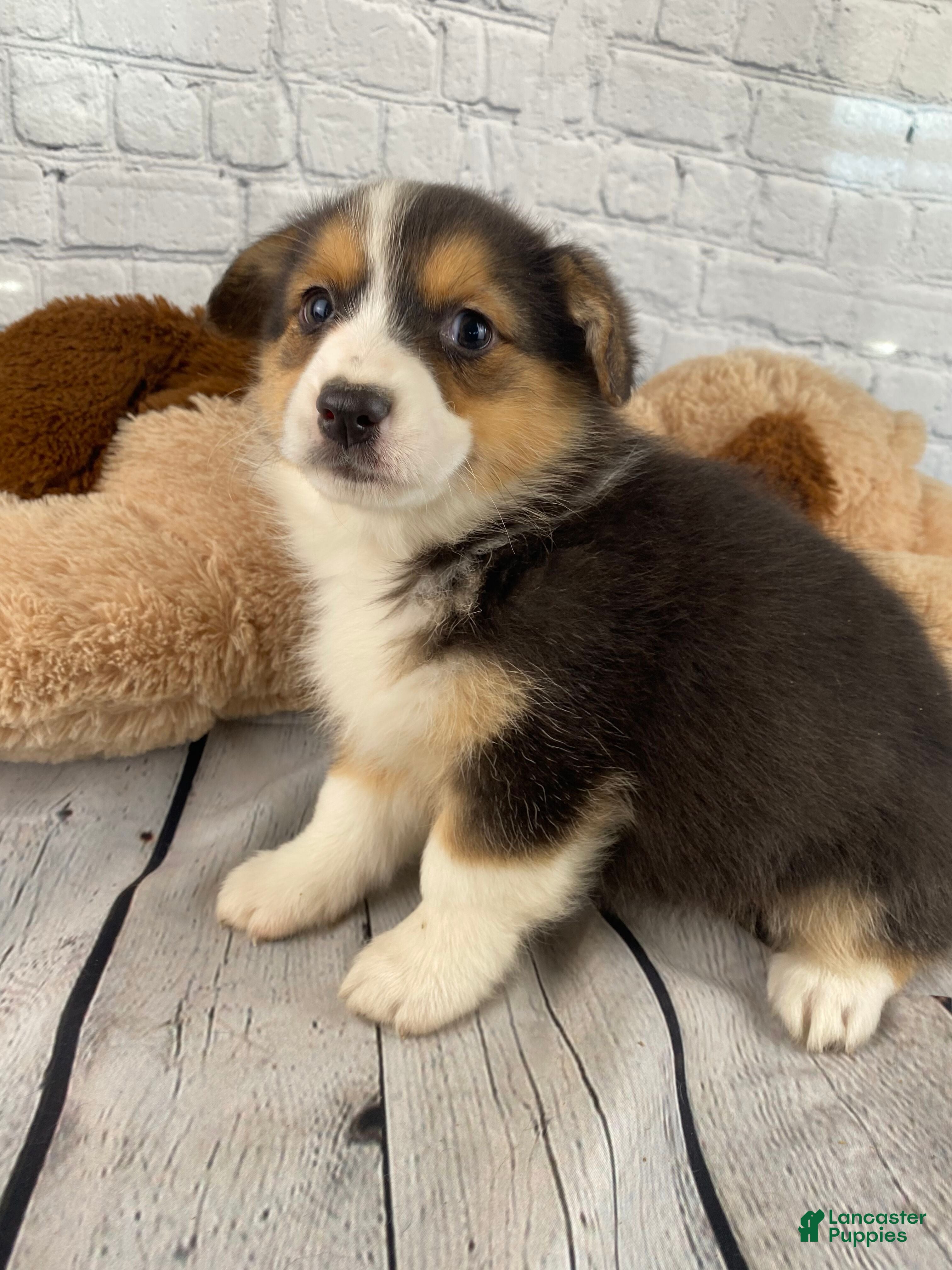 Mixed Breed dogs Bella - Ad 1