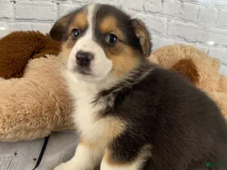 Mixed Breed dogs for sale: Bella - Ad 1