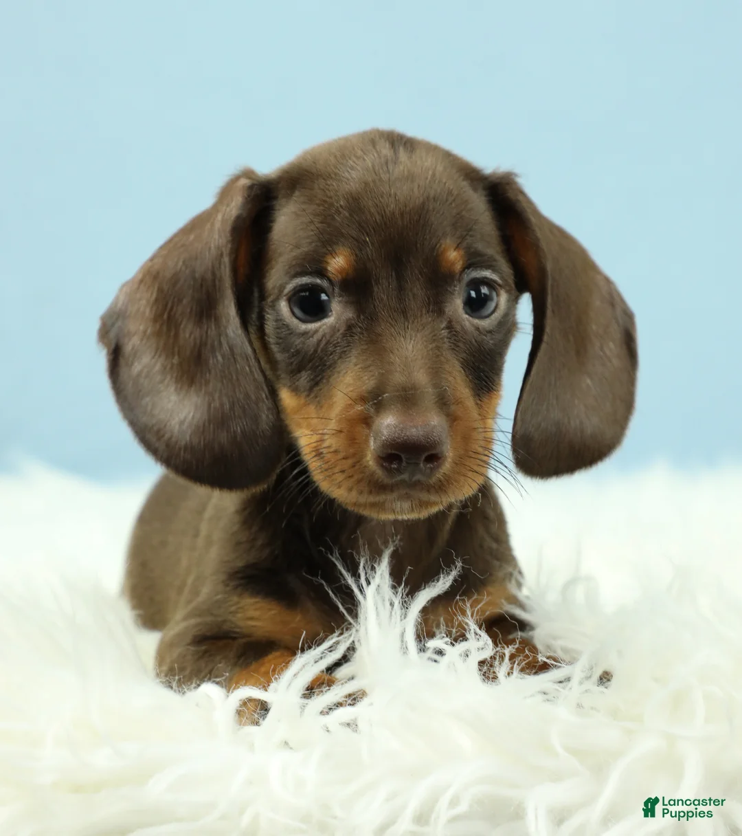 Miniature Dachshund dogs for sale: Rockett 🚀 - Ad 2