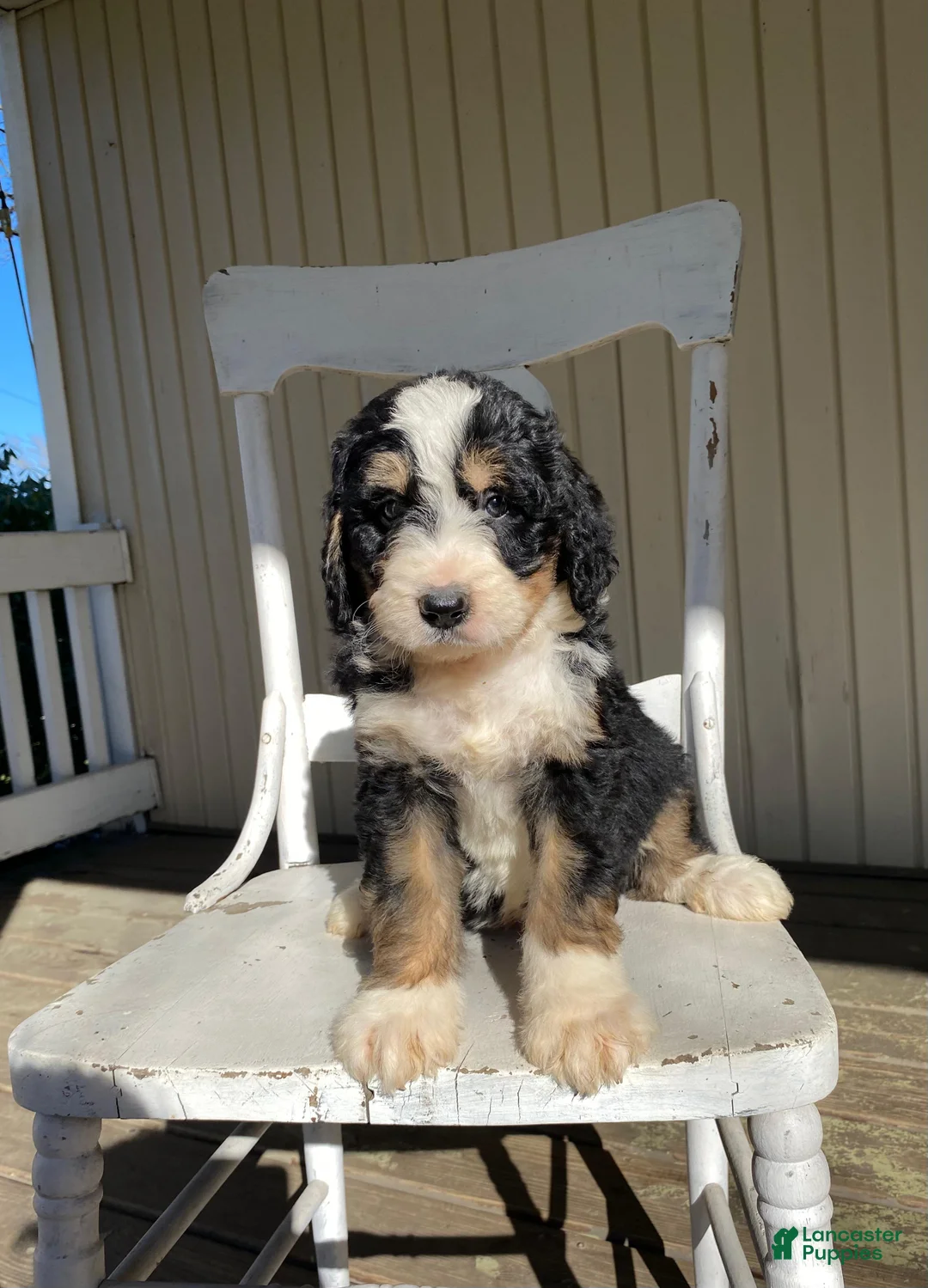Bernedoodle dogs for sale: River - Ad 3