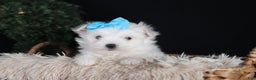 Maltese dogs for sale: ANDREW - Ad 4