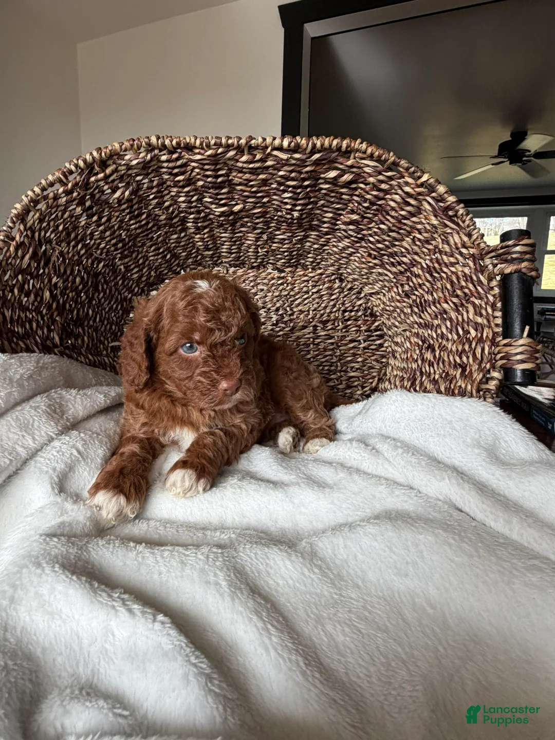 Mini Goldendoodle dogs for sale: Willow - Ad 3