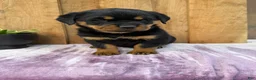 Rottweiler dogs for sale: Stella - Ad 9