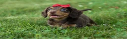 Miniature Dachshund dogs for sale: MURPHY - Ad 13