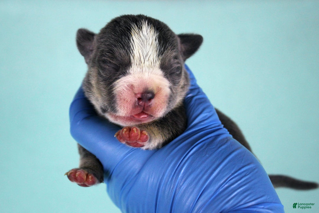 American Bully dogs for sale: Blue Tri Female 2 - Ad 1