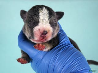 American Bully dogs Blue Tri Female 2 - Ad 26