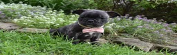 Frug dogs for sale: Mia - Ad 2