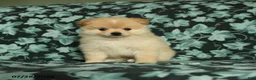 Pomeranian dogs for sale: Teddy - Ad 1