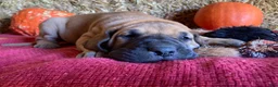 Great Dane dogs for sale: Mindy - Ad 4