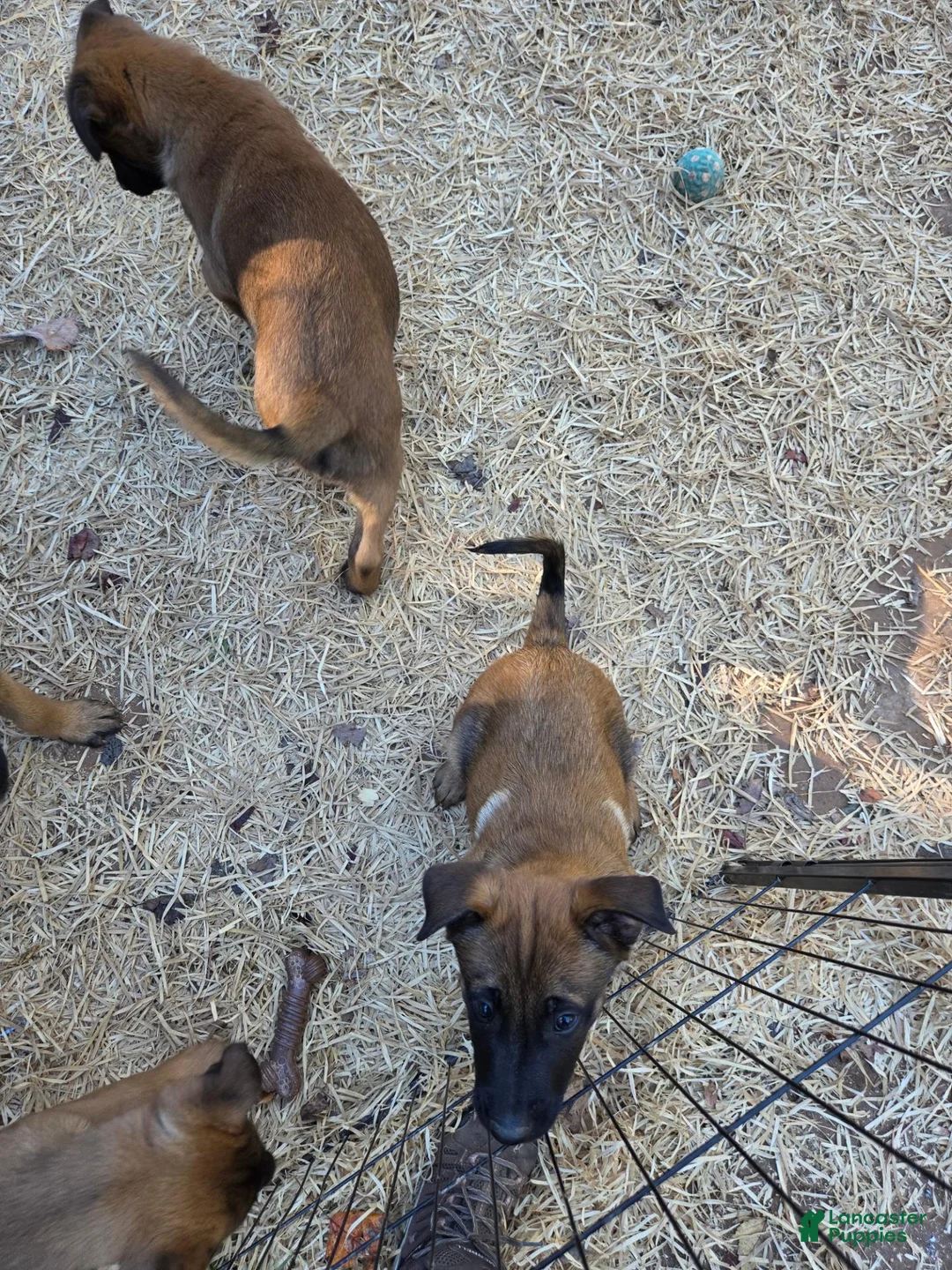 Belgian Malinois dogs for sale: Belgian Malinois 3 - Ad 2