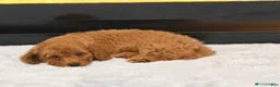 Miniature Poodle dogs for sale: Serena - Ad 1