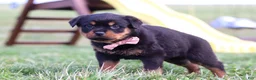 Rottweiler dogs for sale: Rita - Ad 6
