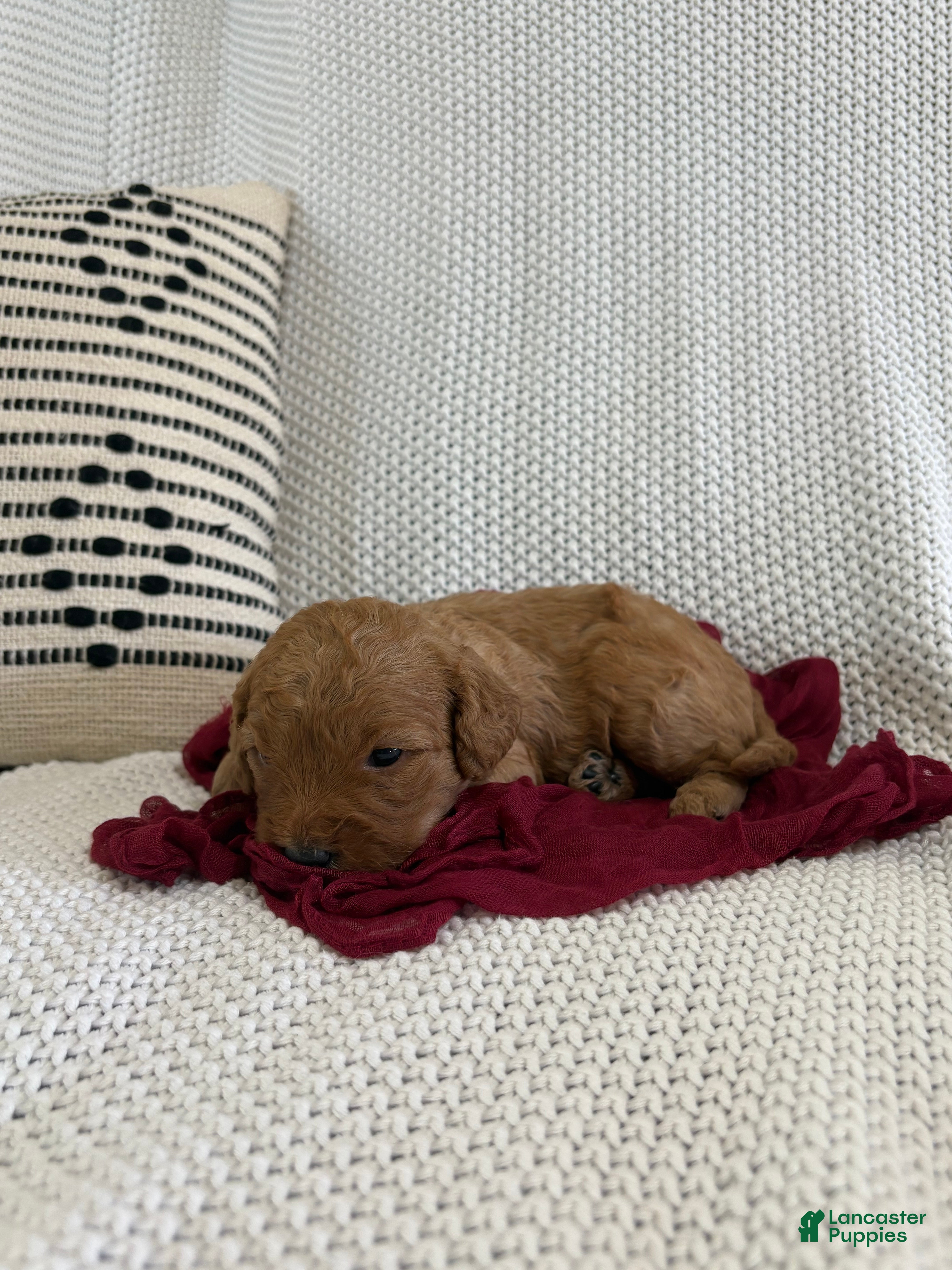 Cavapoo dogs Pax - Ad 2