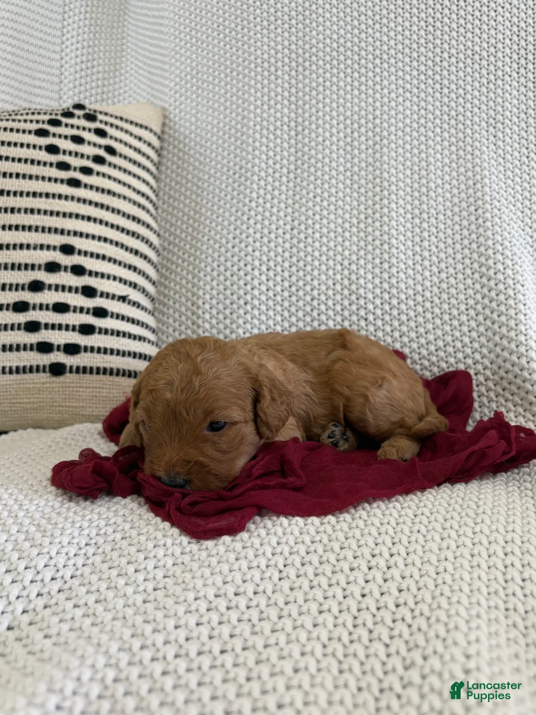 Cavapoo dogs for sale: Pax - Ad 2