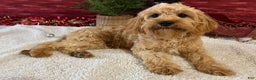 Cavapoo dogs for sale: Ezra - Ad 2