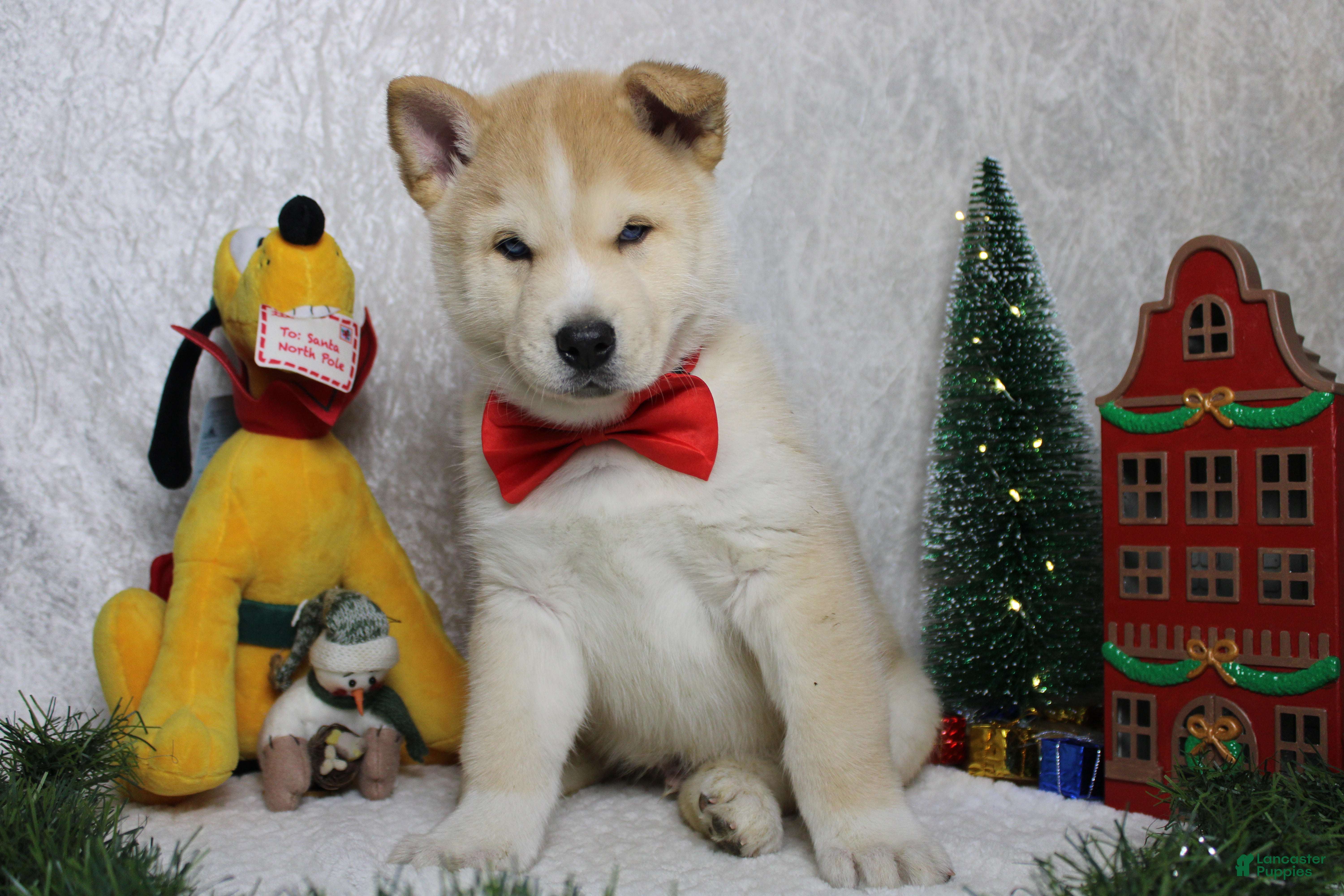 Pomsky dogs Fenrys - Ad 5