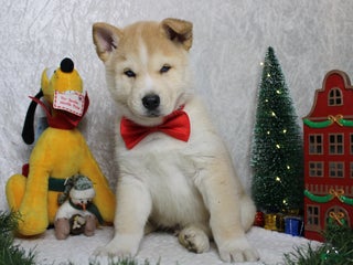 Pomsky dogs Fenrys - Ad 2