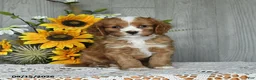 Cavapoo dogs for sale: Nate - Ad 3