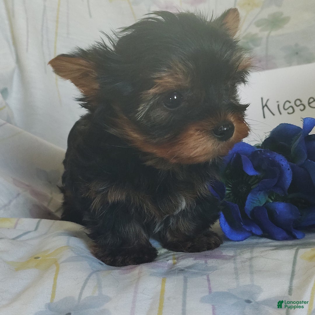 Yorkshire Terrier dogs for sale: Mr. Kisses - Ad 4