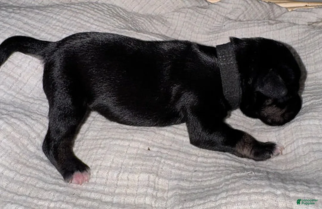 Miniature Schnauzer dogs for sale: Duke - Ad 3