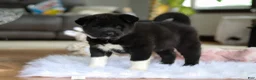 Akita dogs for sale: Champ - Ad 5