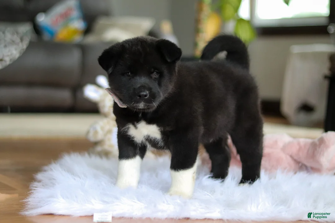Akita dogs for sale: Champ - Ad 5