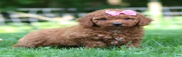 Mini Goldendoodle dogs for sale: Summer - Ad 3