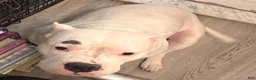 American Bully dogs for sale: Honey - Ad 7