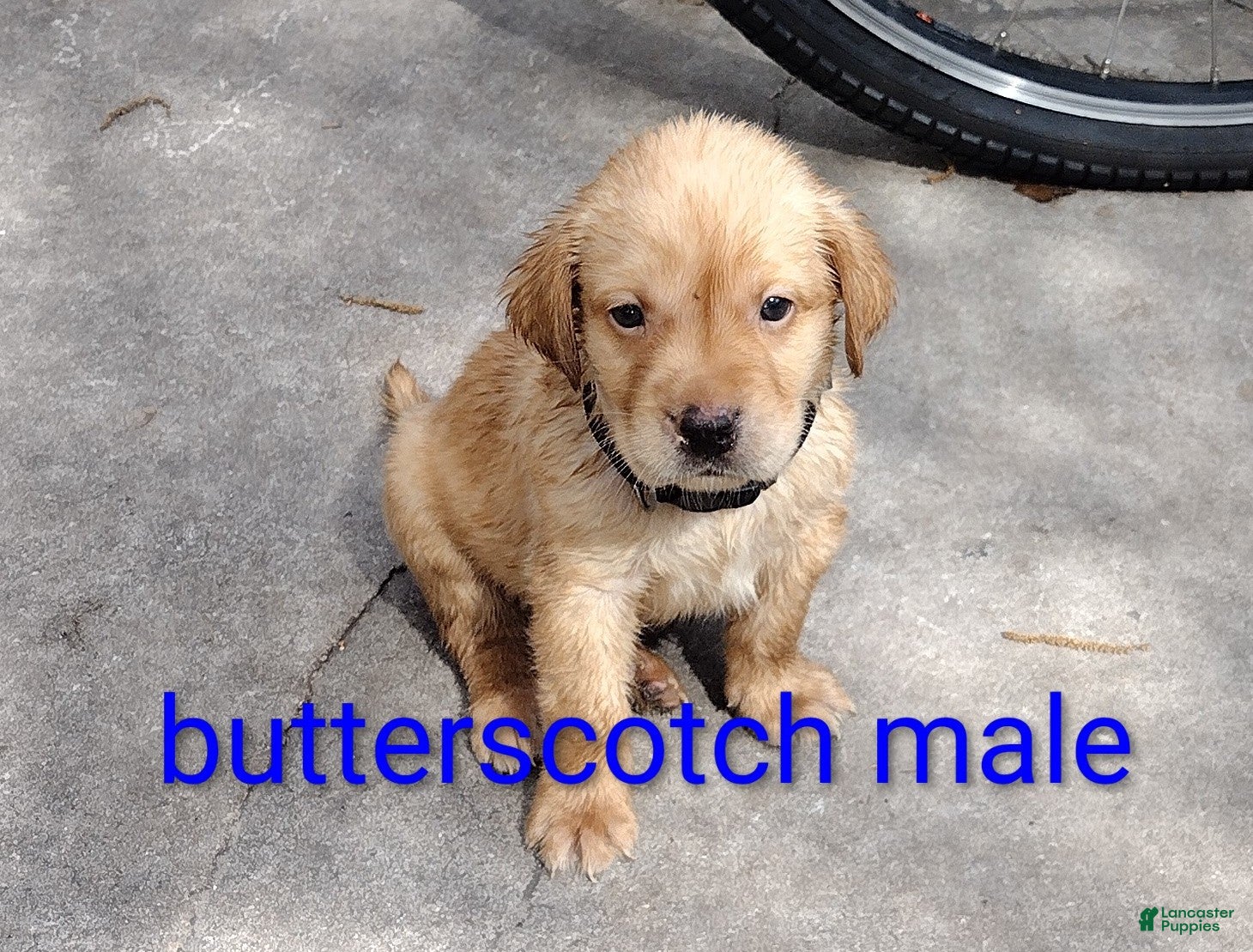 Labrador Retriever dogs Labrador Retriever Puppy 1 - Ad 1