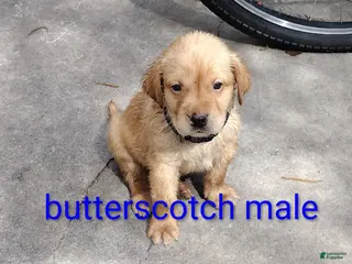 Labrador Retriever dogs Labrador Retriever Puppy 1 - Ad 1