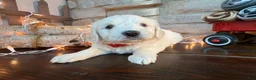 Mixed Breed dogs for sale: Moose (Boy) - Ad 3