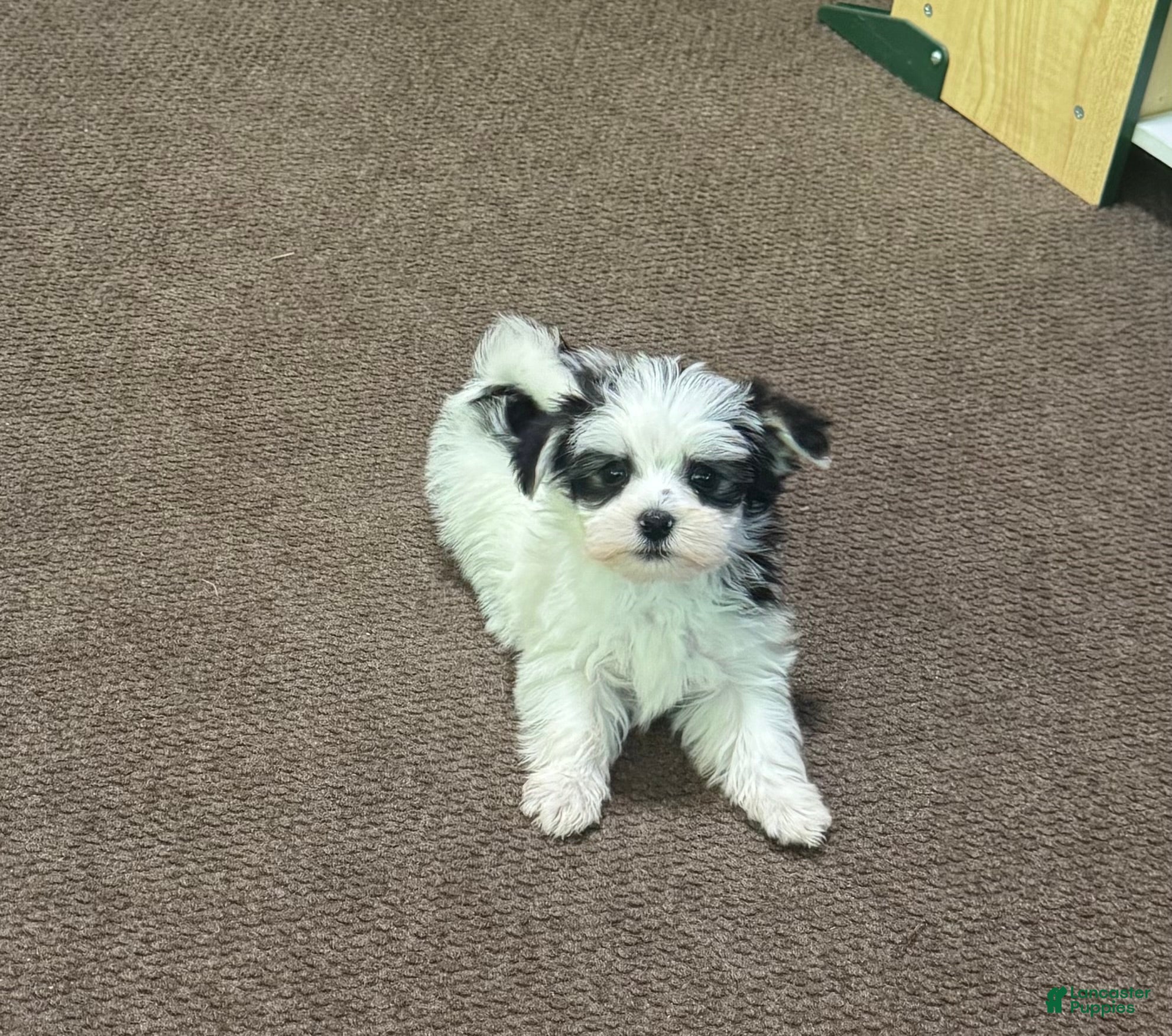 Male morkie
