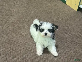 Morkie dogs Male morkie - Ad 11