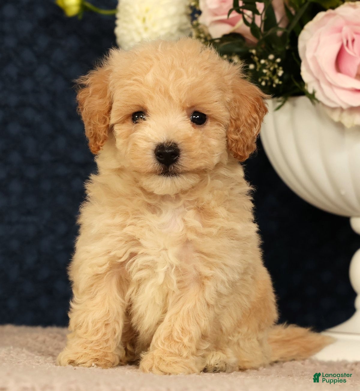 Bichpoo dogs Jake - Ad 2