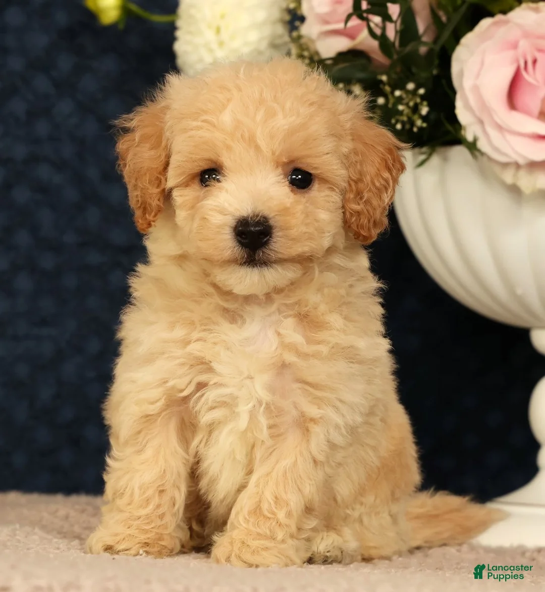 Bichpoo dogs for sale: Jake - Ad 2