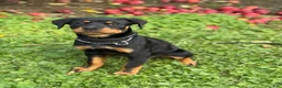 Rottweiler dogs for sale: Zoe - Ad 1